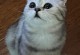 为什么要给猫绝育？（控制猫的数量，保护它们的健康与幸福）
