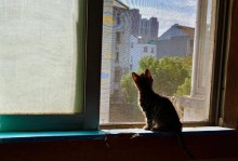 猫喜欢喝什么水？（揭秘猫咪对水的偏好与需求）