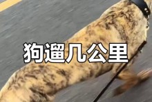 八个月的狗狗睡多久？（揭秘八个月龄狗狗的睡眠时间及其重要性）