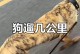 八个月的狗狗睡多久？（揭秘八个月龄狗狗的睡眠时间及其重要性）
