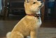柴犬失格的种类及其特征（柴犬失格的主要原因与解决方法）