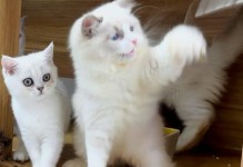 解决猫爆毛问题的饮食秘诀（吃什么让你的猫不再爆毛）