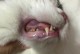 小猫牙龈发炎，如何救急？（宠物爱护必备）