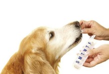 小狗打完疫苗后咳嗽该怎么办？（如何正确处理小狗接种疫苗后的咳嗽情况）