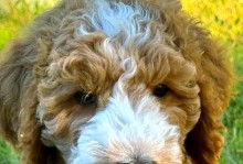 可卡犬的价格及魅力（探索可卡犬的价格范围和可爱特点，为你带来最佳选择）