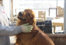 金毛犬的饮食习惯详解（你知道金毛犬的食量有多大吗？——以金毛犬吃的多吗为探讨）
