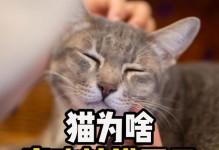 猫为什么喜欢我？（揭秘猫咪对我的好感原因）