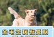 关于狗狗生病需要进行的检查（了解狗狗健康的关键检查项目）
