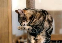 缓解猫咪尿臭的有效措施（如何改善猫咪尿液异味问题）