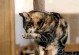 缓解猫咪尿臭的有效措施（如何改善猫咪尿液异味问题）