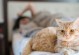 让你的猫咪在自己地盘舒适地睡觉（训练你的猫咪找到最舒适的休息地方）