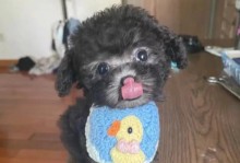 泰迪犬的生肉饮食之道（泰迪犬的饮食习惯与健康养育）