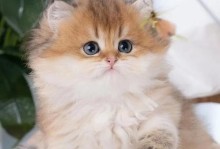 最受欢迎的猫咪品种（宠物店老板推荐的6种畅销猫咪）