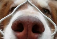 狗狗鼻子里有东西？别忽略了这个问题！（了解狗狗鼻子里的异常情况，维护它们的健康！）