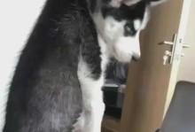 “口水狂犬”的奇特习性（揭秘狗狗咬什么就咬什么的原因与行为）