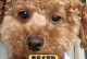 泰迪犬认主的时间以及关键因素解析（探究泰迪犬与主人建立起亲密关系的时间和要素）