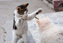 如何解决猫狗打架的问题？（以宠物为主，让猫狗和平相处）