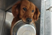 金毛幼犬为什么养不活？（探究金毛幼犬养活难的原因及解决方法）