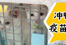 保护你的猫咪（了解猫咪第一针疫苗的类型、时间和注意事项）