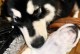 比格犬与土狗的跨种配种实践（探究比格犬与土狗的混血后代特征与适应能力）