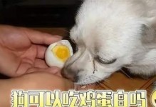 狗狗可以吃鸡蛋吗？大有好处难怪人们都在喂（为什么狗狗可以吃鸡蛋？鸡蛋对狗狗的好处有哪些？）