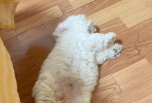 为什么小狗睡觉时脚会抖动？（探究小狗睡觉时脚抖动的原因）