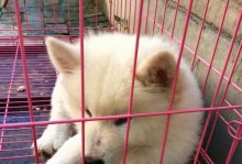 狗的品种及其特点（了解不同品种的狗，选择适合自己的宠物伴侣）