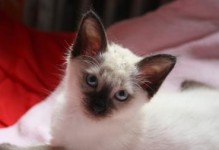以巴厘猫为宠物的饲养方法（全面了解巴厘猫的品种特征和养殖技巧，打造舒适健康的生活环境）