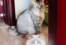 以布偶猫为主题的小猫繁育指南（探索布偶猫的繁殖特点及培育技巧）