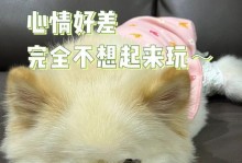 狗月经的注意事项（关注狗月经，让它们的生理变化更加舒适和安全）