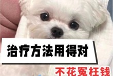 狗狗感冒吐了怎么办？用药必知！（详解狗狗感冒吐了该吃什么药，让你的宠物尽快康复！）