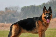 养德国牧羊犬的必备指南（科学饲养和营养餐单让您的德国牧羊犬健康快乐）