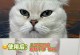 小猫为什么经常有眼屎？（探究小猫眼屎形成的原因和应对方法）