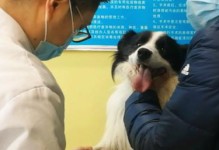 狗狗抽血揭示的健康之谜（探索狗狗血液检测的意义和应用）