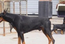杜宾犬的好处（适合家庭的多功能犬种，杜宾犬为你带来忠诚、安全和健康）