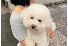 了解比熊犬——一款可爱的小型犬种（探索比熊犬的外貌特征和性格特点）