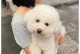 了解比熊犬——一款可爱的小型犬种（探索比熊犬的外貌特征和性格特点）