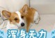 狗狗为什么几天都不吃饭？（了解狗狗不吃饭的原因及解决方法）