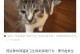 为什么猫喜欢喝流动水？（探究猫喜欢流动水的原因及其对猫咪健康的好处）
