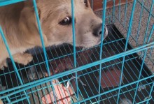 狗住院的常见疾病及治疗（了解狗疾病，守护爱宠健康）