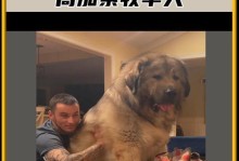 高加索犬的寿命及养护（揭秘高加索犬的长寿秘诀与养育要点）