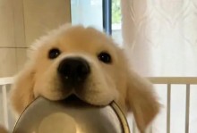 金毛小犬的饮食选择（从幼犬到成年犬，关于金毛的饮食需求与偏好）