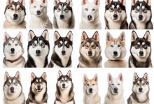 如何科学养育哈士奇幼犬（耐心是关键，培养健康快乐的小哈）