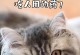 猫咪用药注意事项（保护你的猫咪免受不良药物反应的困扰）