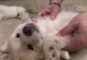 孕狗的饮食需求（孕期狗狗应该吃什么？如何为狗狗提供营养均衡的饮食？）