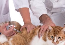 宠物猫咪打完疫苗后应该注意的事项（保护爱宠健康，从疫苗开始）