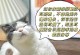 揭秘猫咪抓耳朵的奥秘（为什么猫咪喜欢抓耳朵？抓耳朵的原因是什么？）