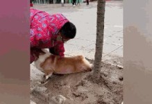 小狗刨土的征兆及解读（探寻小狗刨土背后的语言与行为）