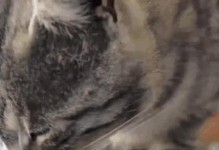 猫吃鱼的作用是什么？（探究猫吃鱼对健康的益处）