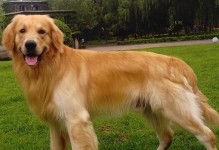 金毛祖先是什么品种？（揭秘金毛犬的血统源流及其特点）
